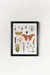 Bug Collector Art