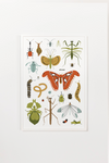 Bug Collector Art