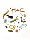Cutie Crawly Roundup Art